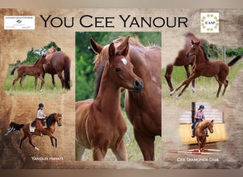 Quarab, Stallion, Foal (04/2025), 15,1 hh, Roan-Bay