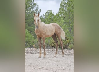 Quarab Mix, Stallone, Puledri (04/2024), 159 cm, Palomino