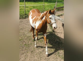 Quarab, Stute, 16 Jahre, 149 cm, Schecke