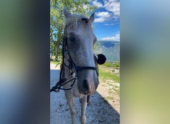 Quarab Mix, Stute, 19 Jahre, 165 cm, Fliegenschimmel