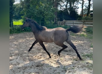 Quarab, Stute, 1 Jahr, 155 cm, Grullo