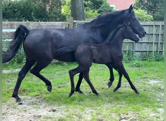 Quarab, Stute, 1 Jahr, 155 cm, Grullo