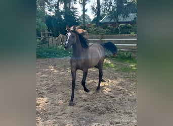 Quarab, Stute, 1 Jahr, 155 cm, Grullo
