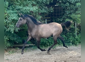 Quarab, Stute, 1 Jahr, 155 cm, Grullo