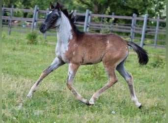 Quarab, Stute, 1 Jahr, 155 cm, Roan-Blue