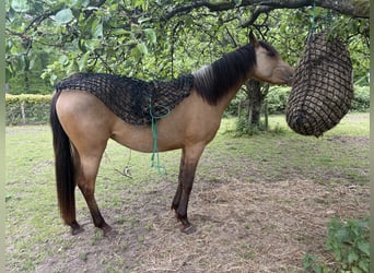 Quarab, Stute, 3 Jahre, 140 cm, Buckskin
