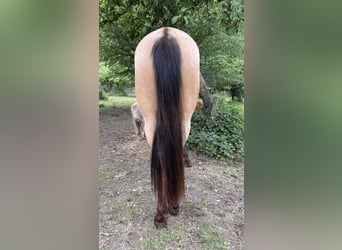 Quarab, Stute, 3 Jahre, 140 cm, Buckskin