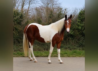 Quarab, Stute, 3 Jahre, 152 cm, Schecke