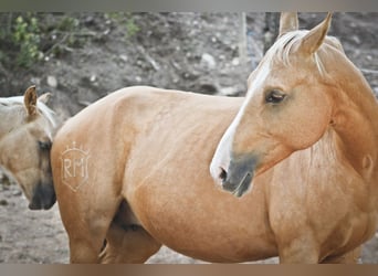 Quarab, Stute, 9 Jahre, 154 cm, Palomino