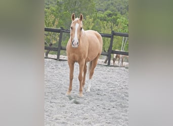 Quarab, Stute, 9 Jahre, 154 cm, Palomino