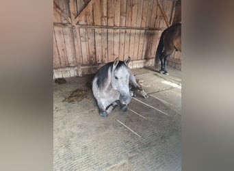 Quarab, Valack, 9 år, 153 cm, Kan vara vit