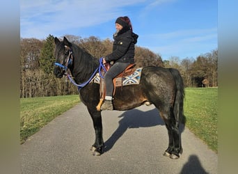 Quarab Mix, Wałach, 13 lat, 155 cm, Ciemnogniada