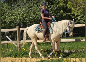 Quarab, Wałach, 4 lat, 157 cm, Izabelowata