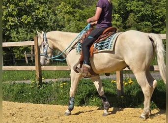 Quarab, Wałach, 4 lat, 157 cm, Izabelowata