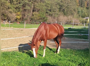 Quarab Mix, Wałach, 9 lat, 168 cm, Kasztanowata