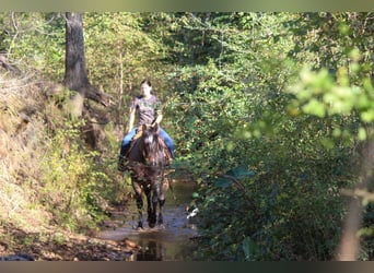Quarab, Wallach, 10 Jahre, Roan-Blue