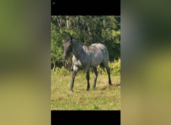 Quarab, Wallach, 2 Jahre, 142 cm, Roan-Blue