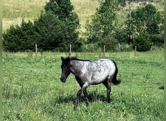 Quarab, Wallach, 2 Jahre, 142 cm, Roan-Blue