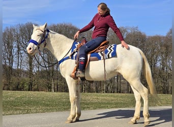 Quarab Mix, Wallach, 4 Jahre, 155 cm, Cremello