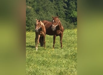 Quarab, Yegua, 1 año, Alazán