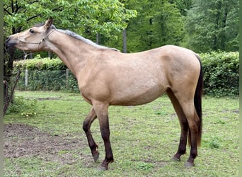 Quarab, Yegua, 3 años, 140 cm, Buckskin/Bayo