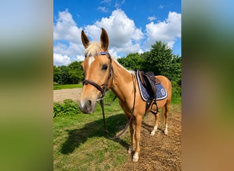 Quarab, Yegua, 4 años, 140 cm, Palomino