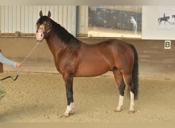 Quarter horse américain, Étalon, 11 Ans, 153 cm, Bai