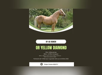 Quarter horse américain, Étalon, 11 Ans, Palomino