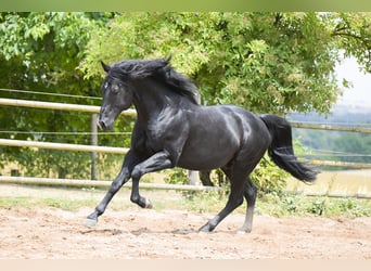 Quarter horse américain, Étalon, 12 Ans, 154 cm, Noir