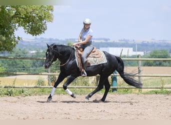 Quarter horse américain, Étalon, 12 Ans, 154 cm, Noir