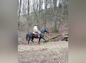 Quarter horse américain, Étalon, 17 Ans, 152 cm, Noir