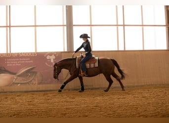 Quarter horse américain, Étalon, 17 Ans, Alezan