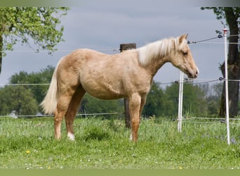 Quarter horse américain, Étalon, 1 Année, 130 cm, Palomino