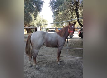 Quarter horse américain, Étalon, 1 Année, 139 cm, Rouan Rouge
