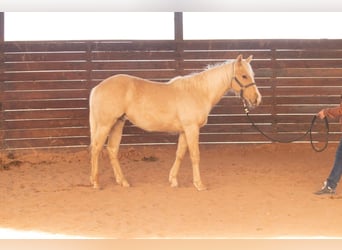 Quarter horse américain, Étalon, 1 Année, 142 cm, Palomino