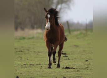 Quarter horse américain, Étalon, 1 Année, 145 cm, Bai
