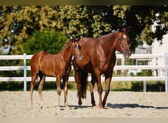 Quarter horse américain, Étalon, 1 Année, 145 cm, Bai