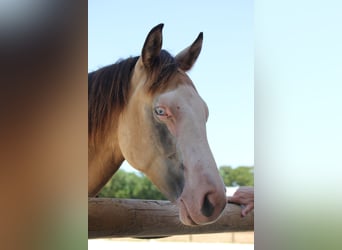 Quarter horse américain, Étalon, 1 Année, 145 cm, Buckskin