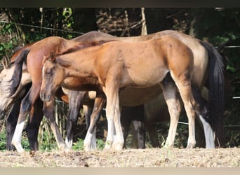 Quarter horse américain, Étalon, 1 Année, 148 cm, Alezan brûlé