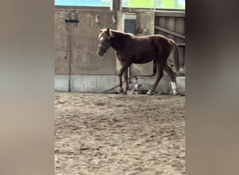 Quarter horse américain Croisé, Étalon, 1 Année, 148 cm, Alezan