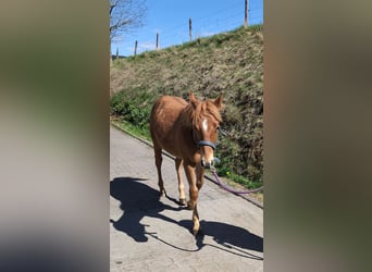 Quarter horse américain, Étalon, 1 Année, 148 cm, Alezan