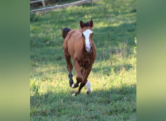 Quarter horse américain, Étalon, 1 Année, 148 cm, Bai