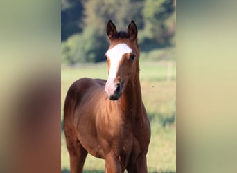 Quarter horse américain, Étalon, 1 Année, 148 cm, Bai