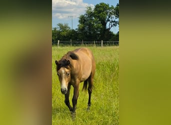 Quarter horse américain, Étalon, 1 Année, 148 cm, Gris (bai-dun)