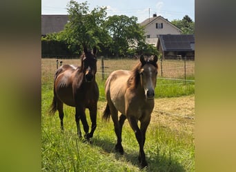 Quarter horse américain, Étalon, 1 Année, 148 cm, Gris (bai-dun)