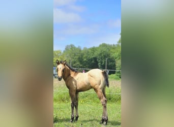 Quarter horse américain, Étalon, 1 Année, 148 cm, Gris (bai-dun)