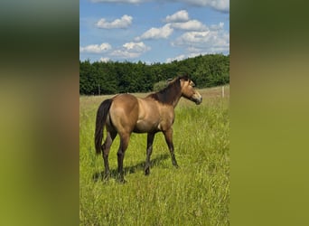 Quarter horse américain, Étalon, 1 Année, 148 cm, Gris (bai-dun)