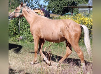 Quarter horse américain, Étalon, 1 Année, 148 cm, Palomino