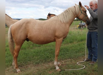 Quarter horse américain, Étalon, 1 Année, 148 cm, Palomino