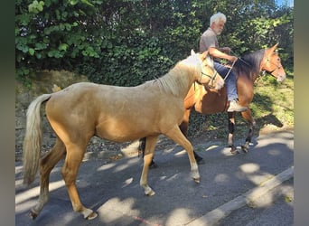 Quarter horse américain, Étalon, 1 Année, 148 cm, Palomino